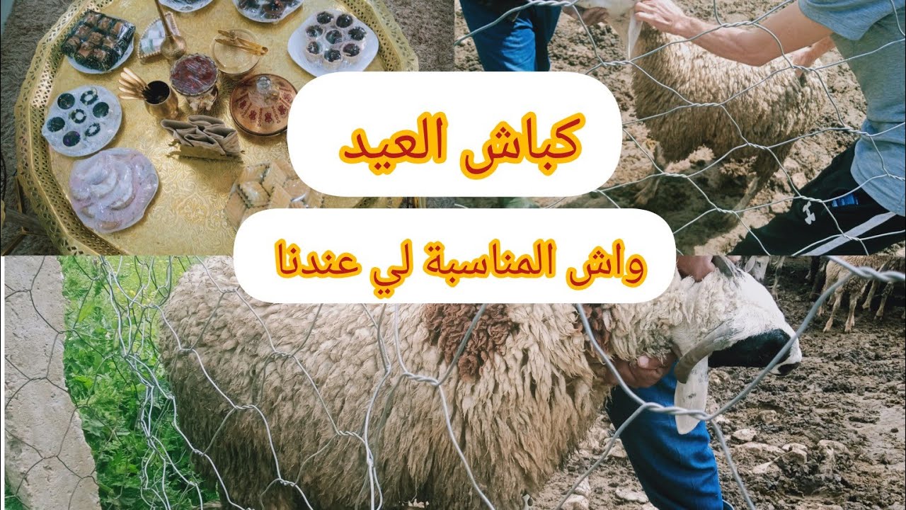 تحضيرات العيد 🐏🕋 واش المناسبة لي عندنا ؟؟ ارواحو معايا نشوفو كباش العيد 🐏