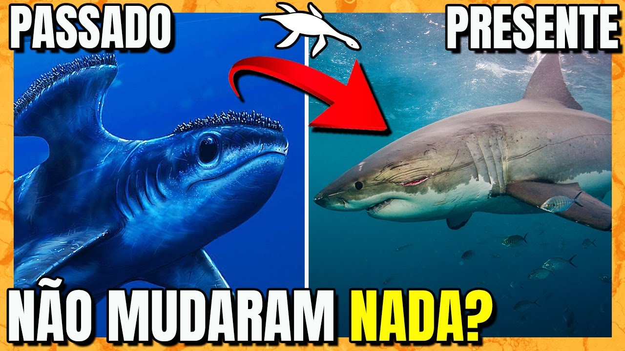 ORIGEM e EVOLUÇÃO dos TUBARÕES, RAIAS e QUIMERAS (Condrictes)