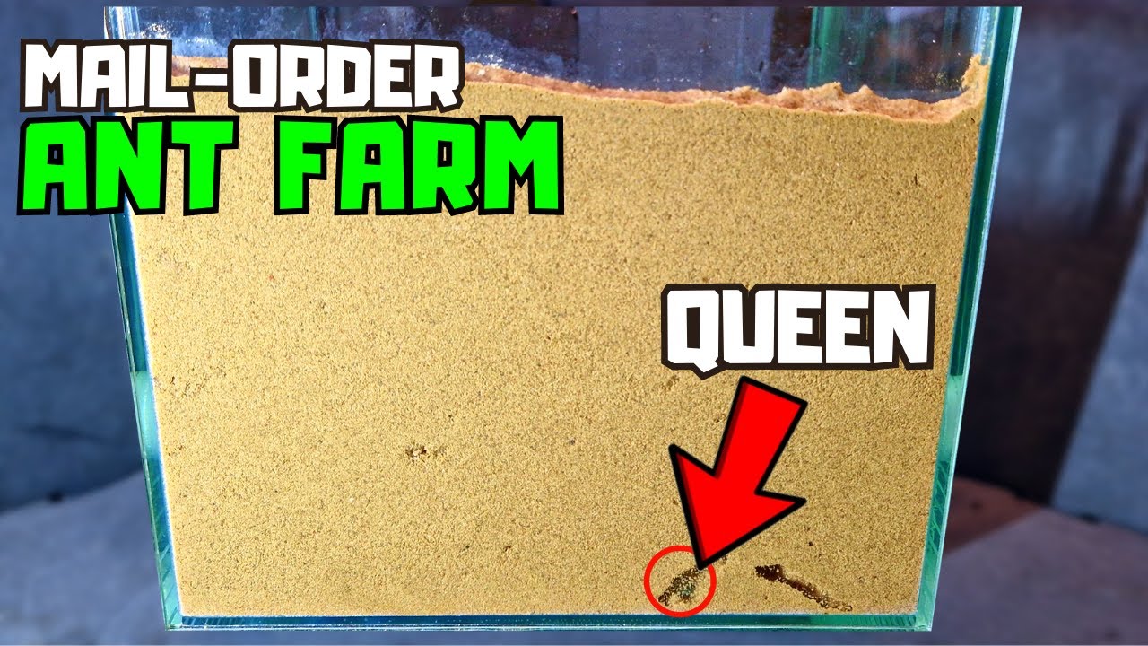I ordered an Ant Colony online and gave them a new home..