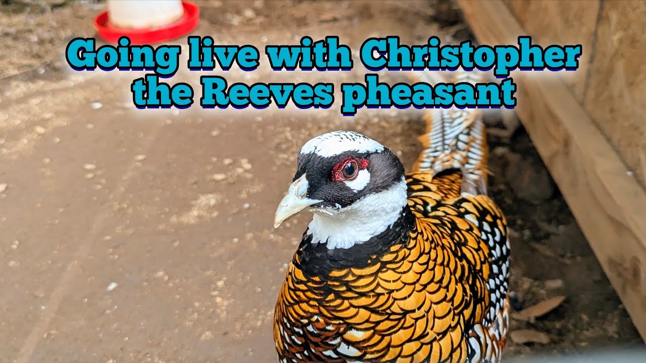 Goin live with Christopher the Reeves pheasant!