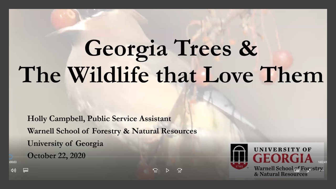 Georgia Trees and the Wildlife that Love Them