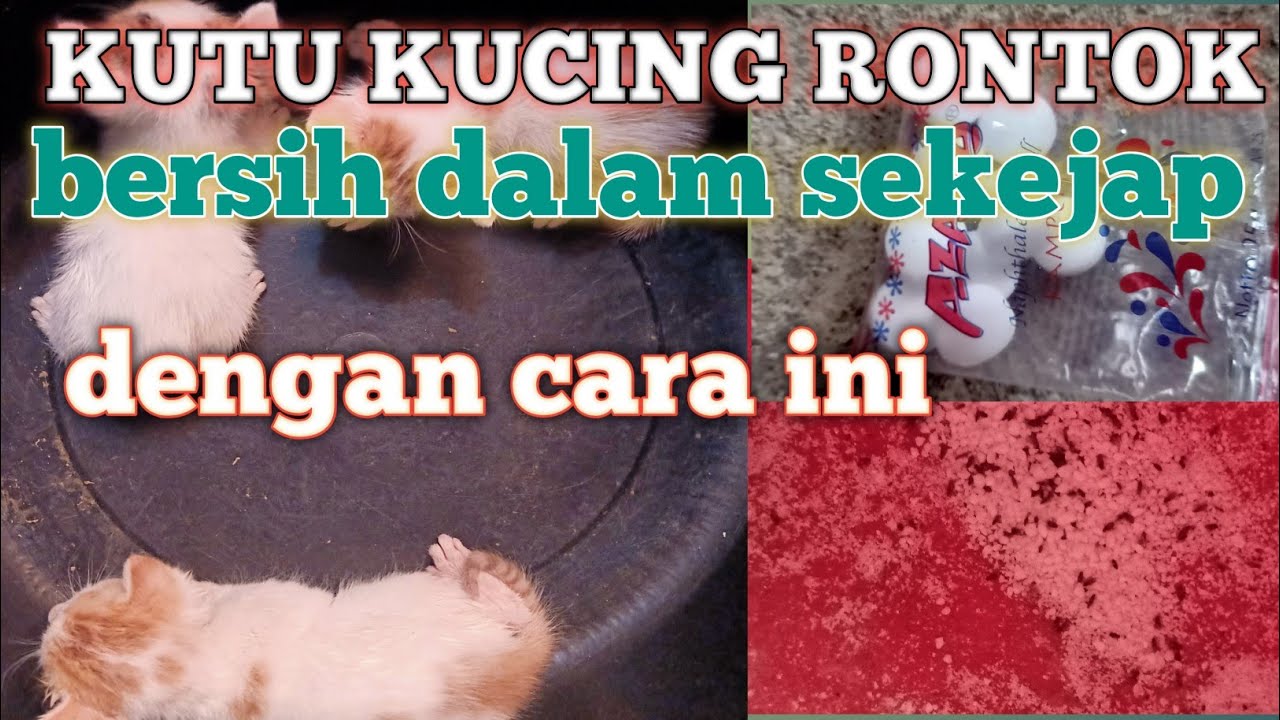 Cara menghilangkan kutu kucing cepat rontok paling ampuh dan aman