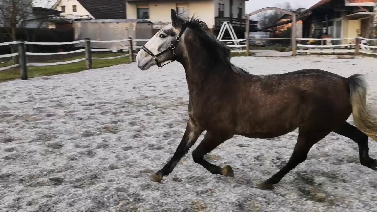 PLUTO TROMPETA VII / bewegungsvoller LIPIZZANER Wallach