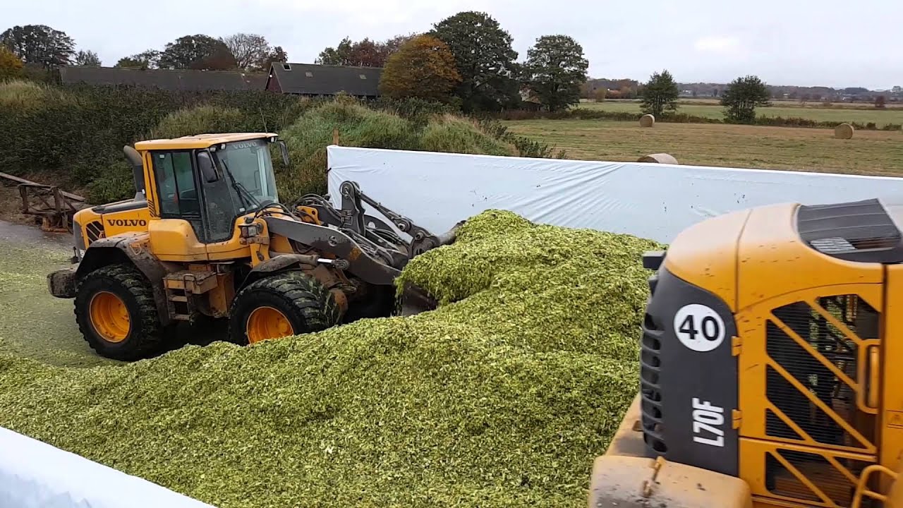 Maize harvest at Olof Lars gård 2015