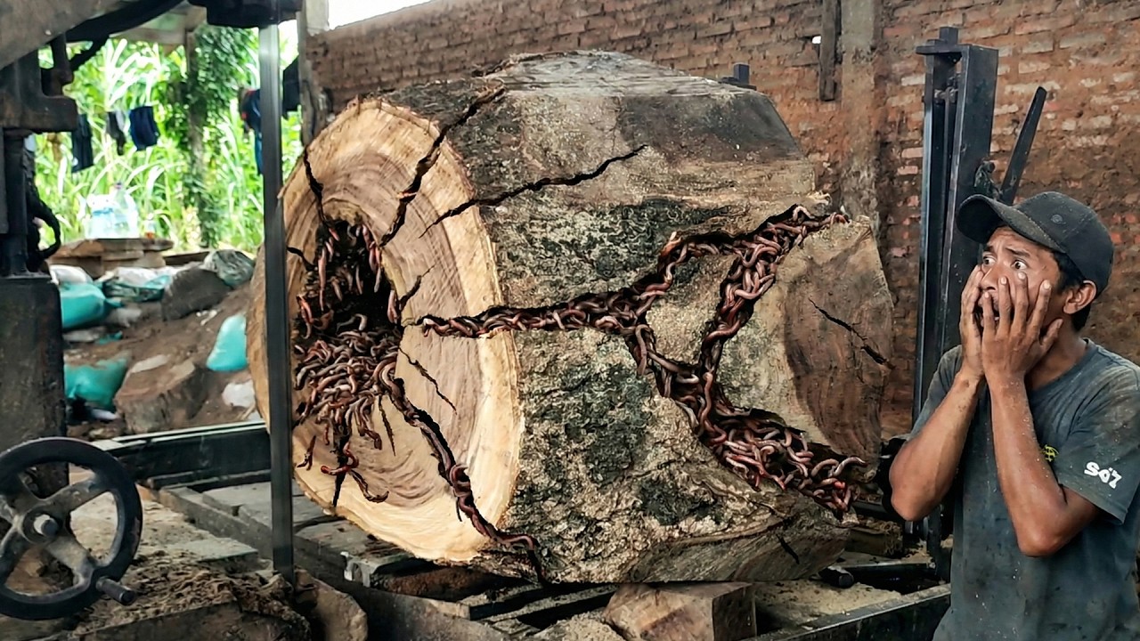 HORROR ! Sawing Monster Logs Leads to Terrifying Surprises at the Big Sawmill