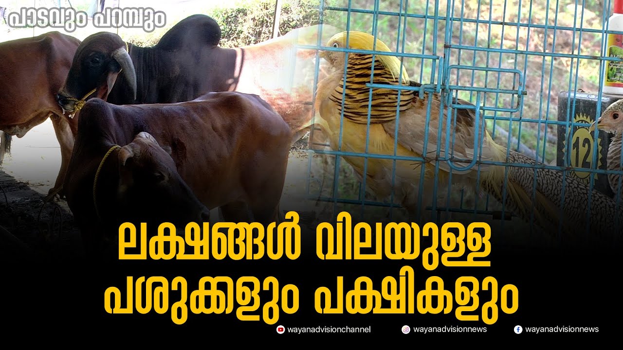 ലക്ഷങ്ങൾ വിലയുള്ള പശുക്കളും പക്ഷികളും | Pookode Veterinary College |
