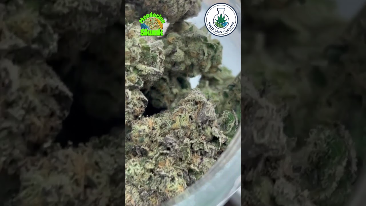 Mendocino Skunk &ndash; Classic Sweet Skunk Hybrid | WhiteLabs Thailand