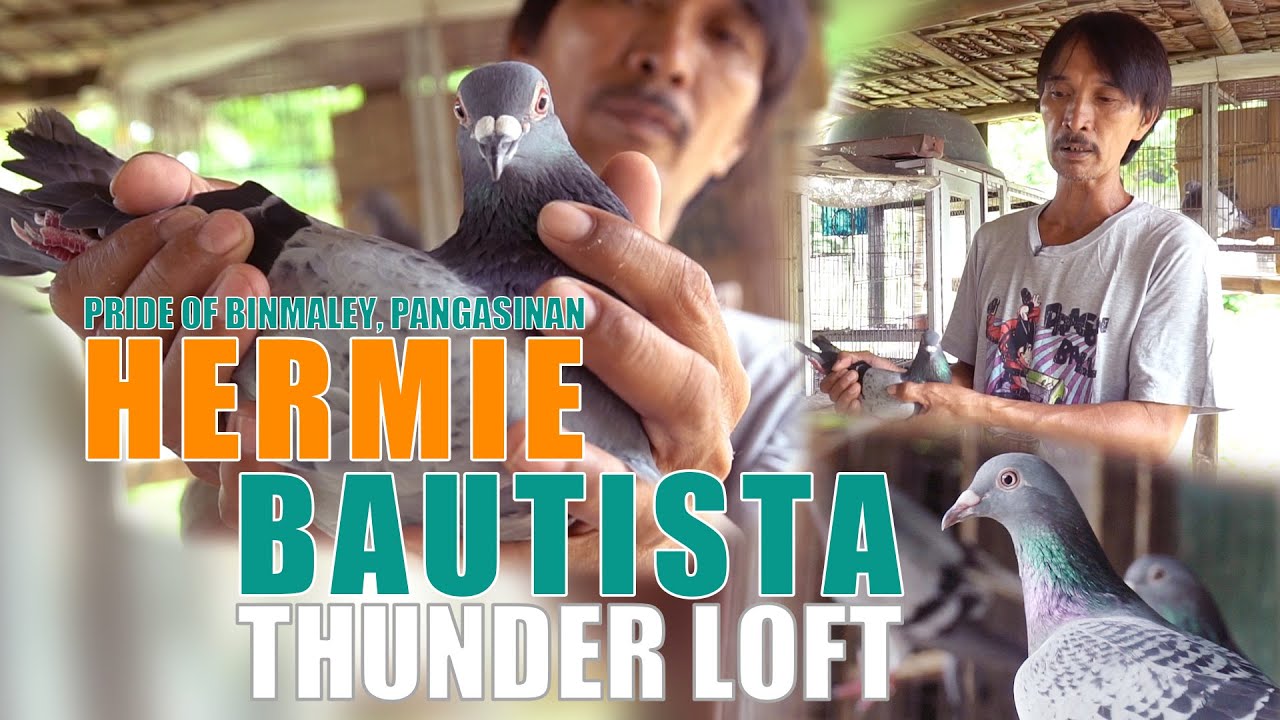 PART 1 PIGEON SECRETS IN HIGH WINNING PERCENTAGE BY THUNDER LOFT