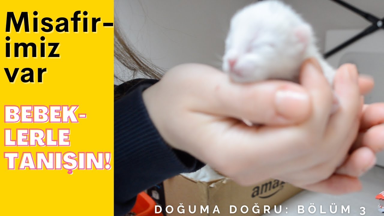 Bebek kedilerimizle tanışın! #satınalmasahiplen