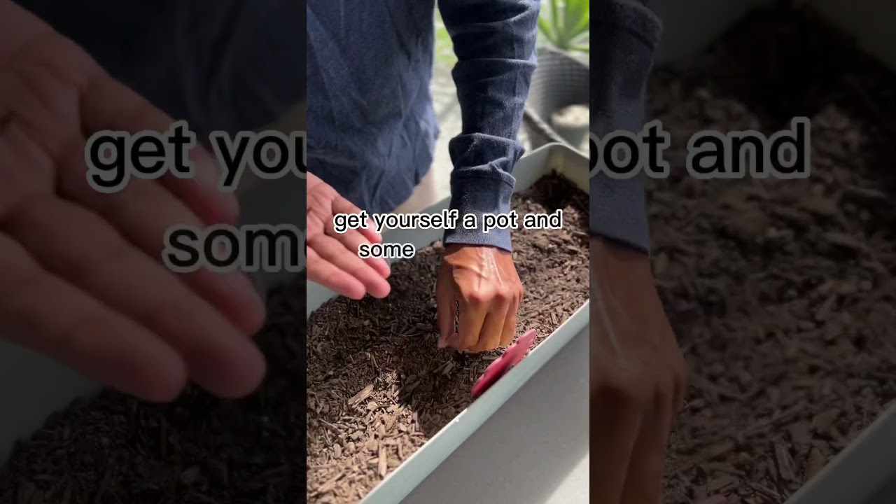 Growing Herbs on a Balcony #herbs #howtogrowherbs #plants