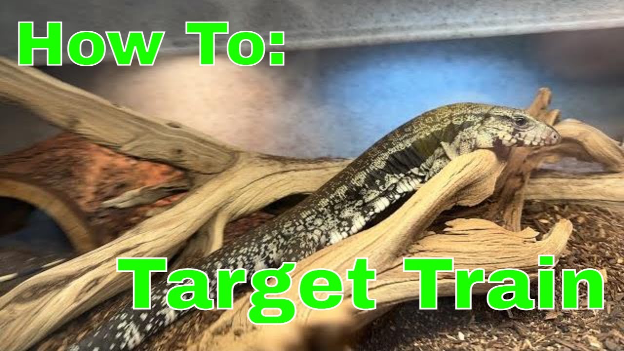 Argentine Blue Tegu: Target Training