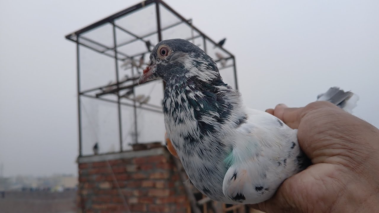 sardiyon Mein Ek kabutar Ko garm Pani Dene Ka Tarika 🕊️Ateeq AD vlogs🕊️