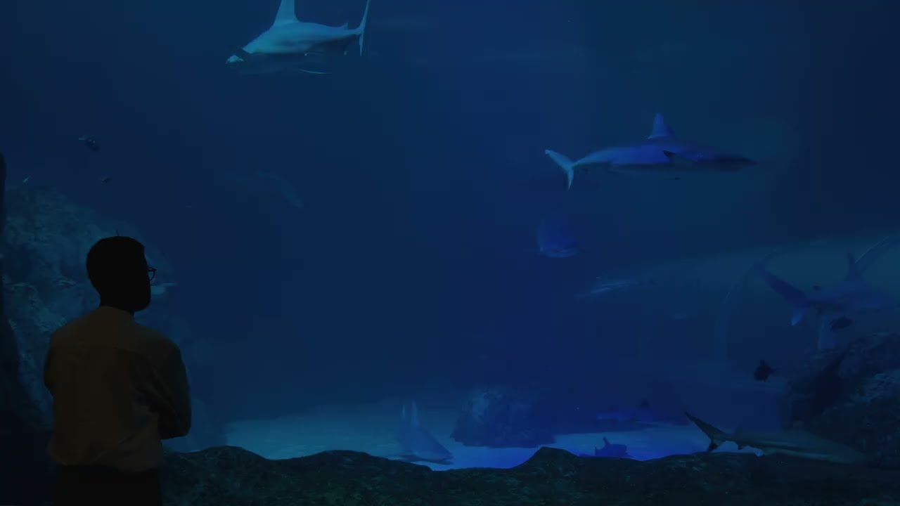 Singapore Vlog Series | Sea Aquarium, beach & local food Singapore
