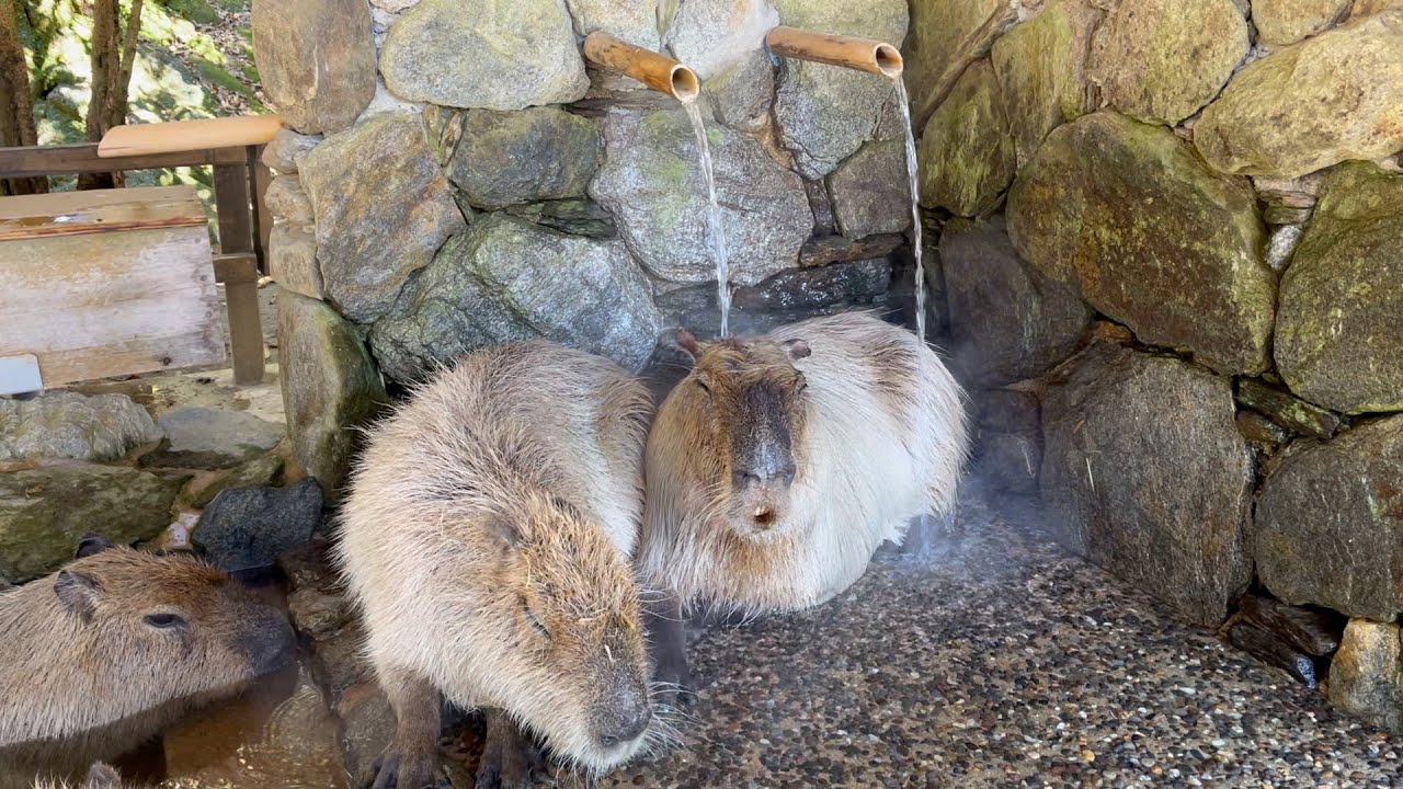 Capybara Bath and Other Chilling Animals