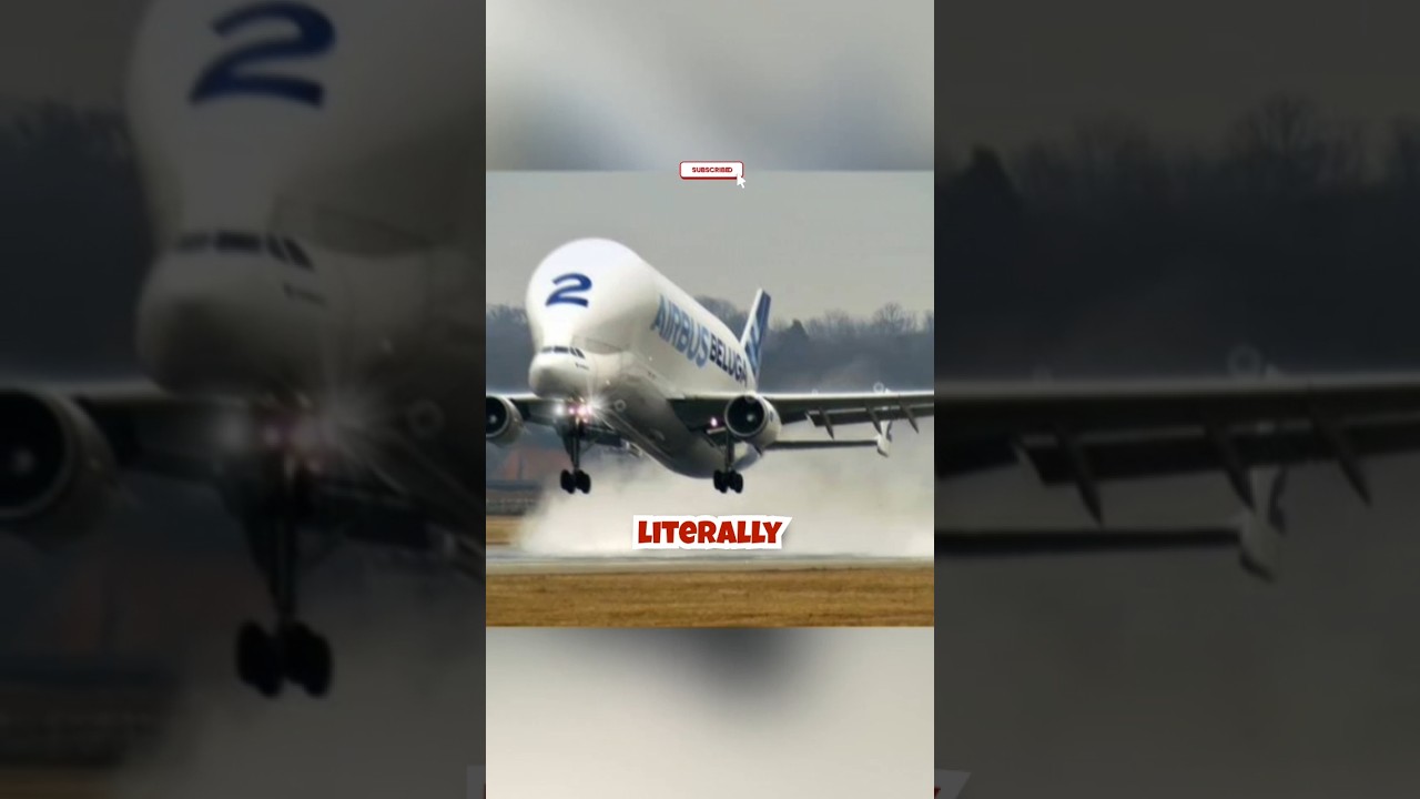 World Rarest Aeroplane 😲😲: Airbus Beluga | #fact #history #shorts #mystery