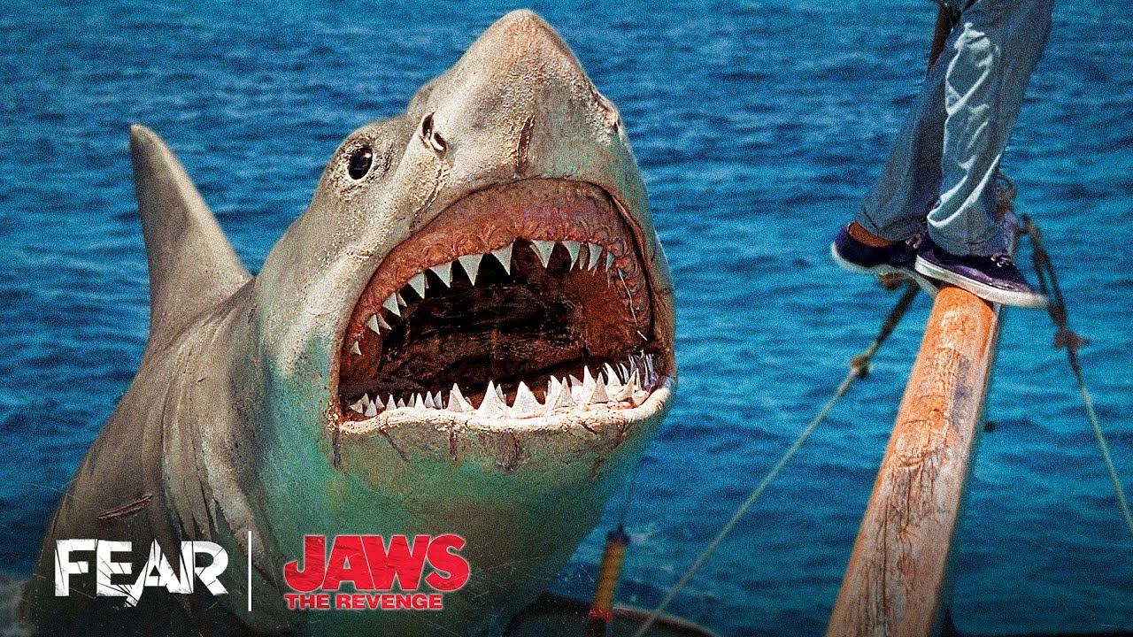 Jaws Attacks The Yacht