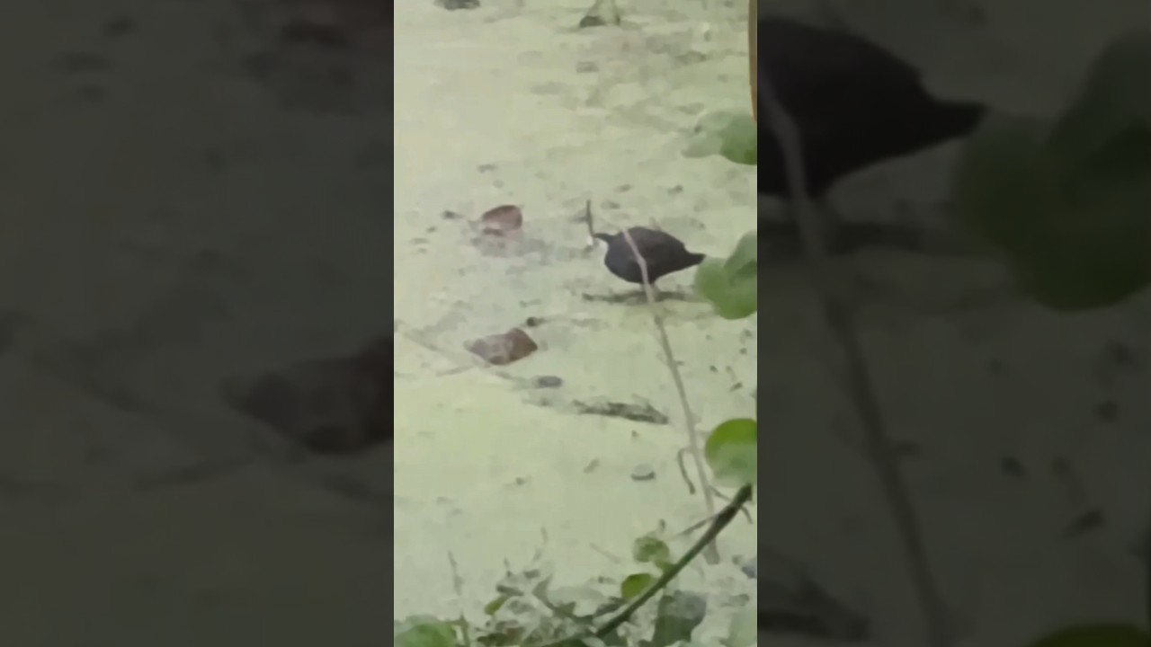Pet Cat, Pet Dog & Crow, bird, Kolkata India #cat #petcat #pet #petcatvideo #catvideo #crow #dog