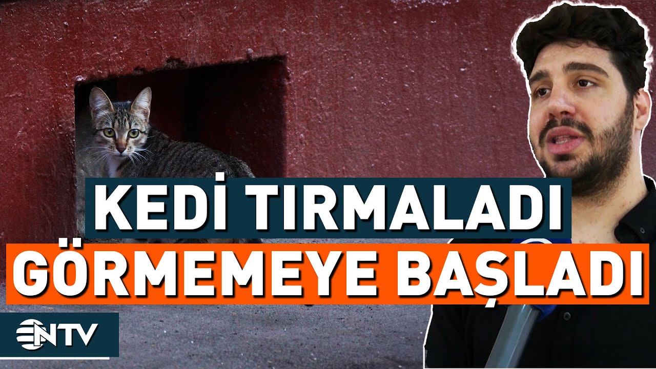 Beslediği Kedi Elini Tırmaladı Görme Yetisini Kaybetti! | NTV