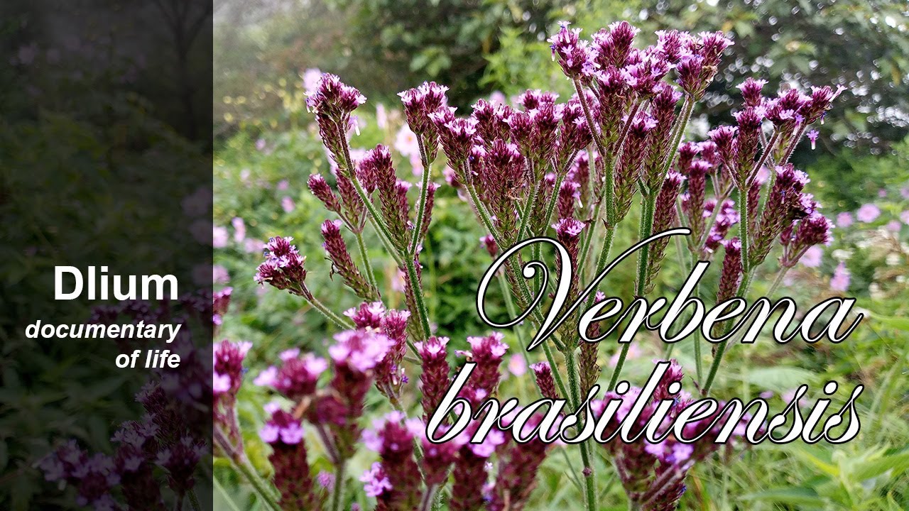 Вербена бразильская (Verbena brasiliensis) - часть 3