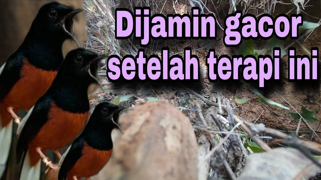 Pancingan PAGI-PAGI AGAR MURAI GACOR❗sekali coba murai DIAM langsung respon