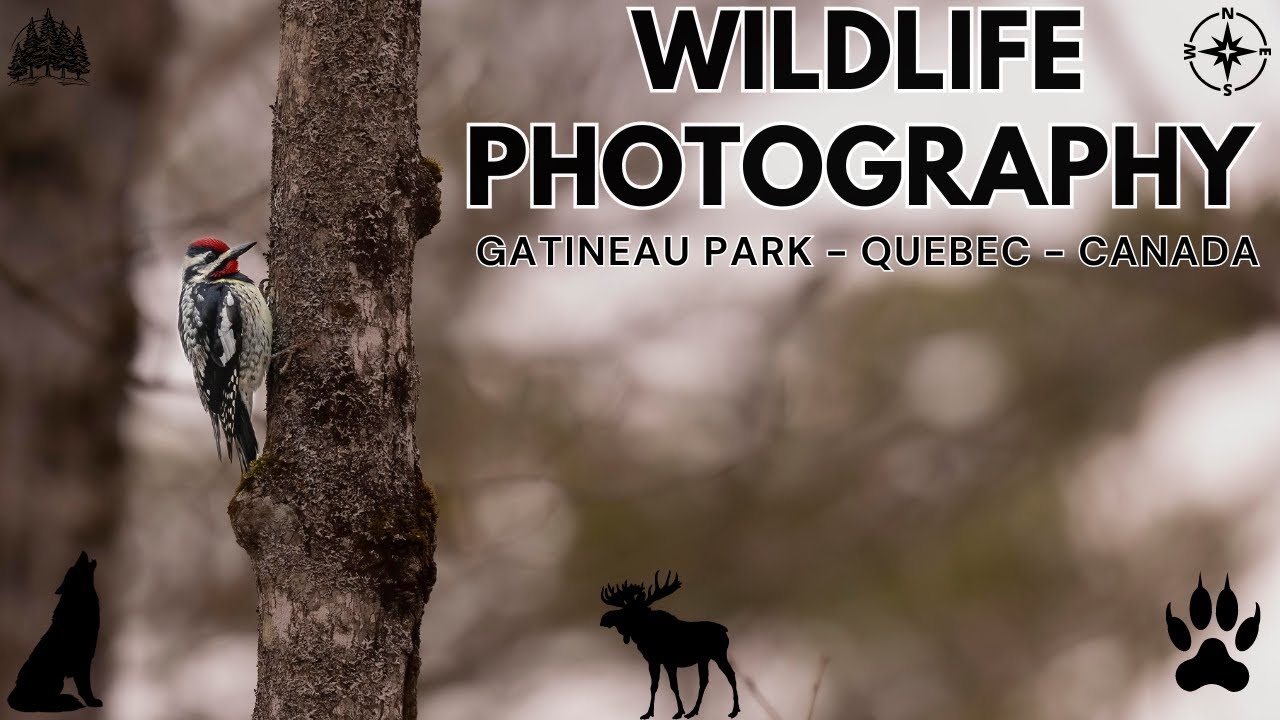 Wildlife Photography Gatineau Park, Quebec Canada | searching for Bears & Eagles | Canon 1DX MK III