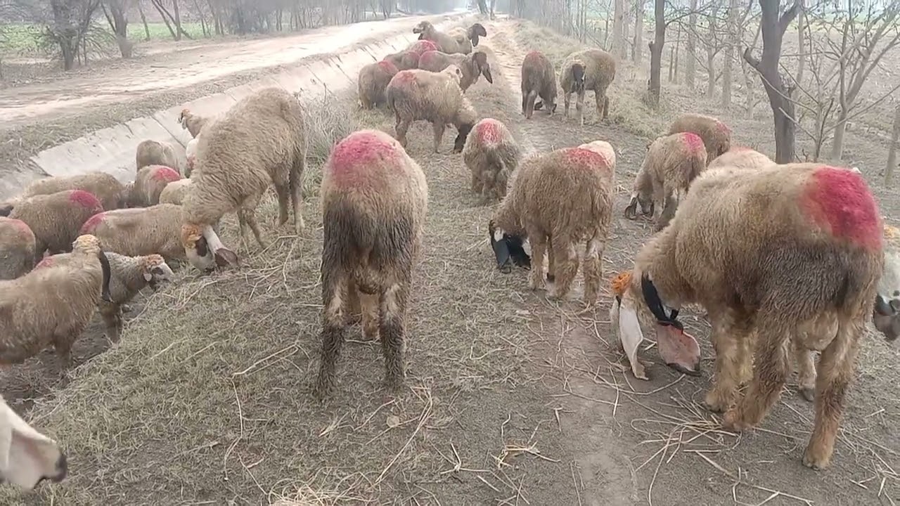 بھاریہ جوار کیسے اگائی جاتی ھے اور بھیڑ بکریان دیکھاتے ھوے