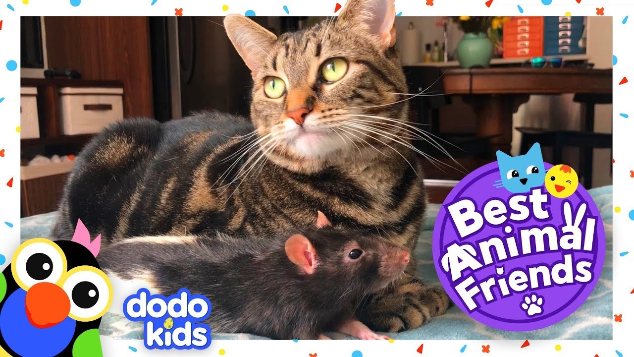 Bernie The Rat Climbs All Over His Best Friend, Galaxy The Cat | Dodo Kids: Best Animal Friends