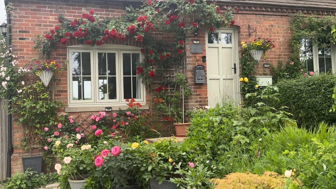 Rose Garden Tour June | David Austin Roses | Kordes Roses | Baseless Pots | Moles In the garden