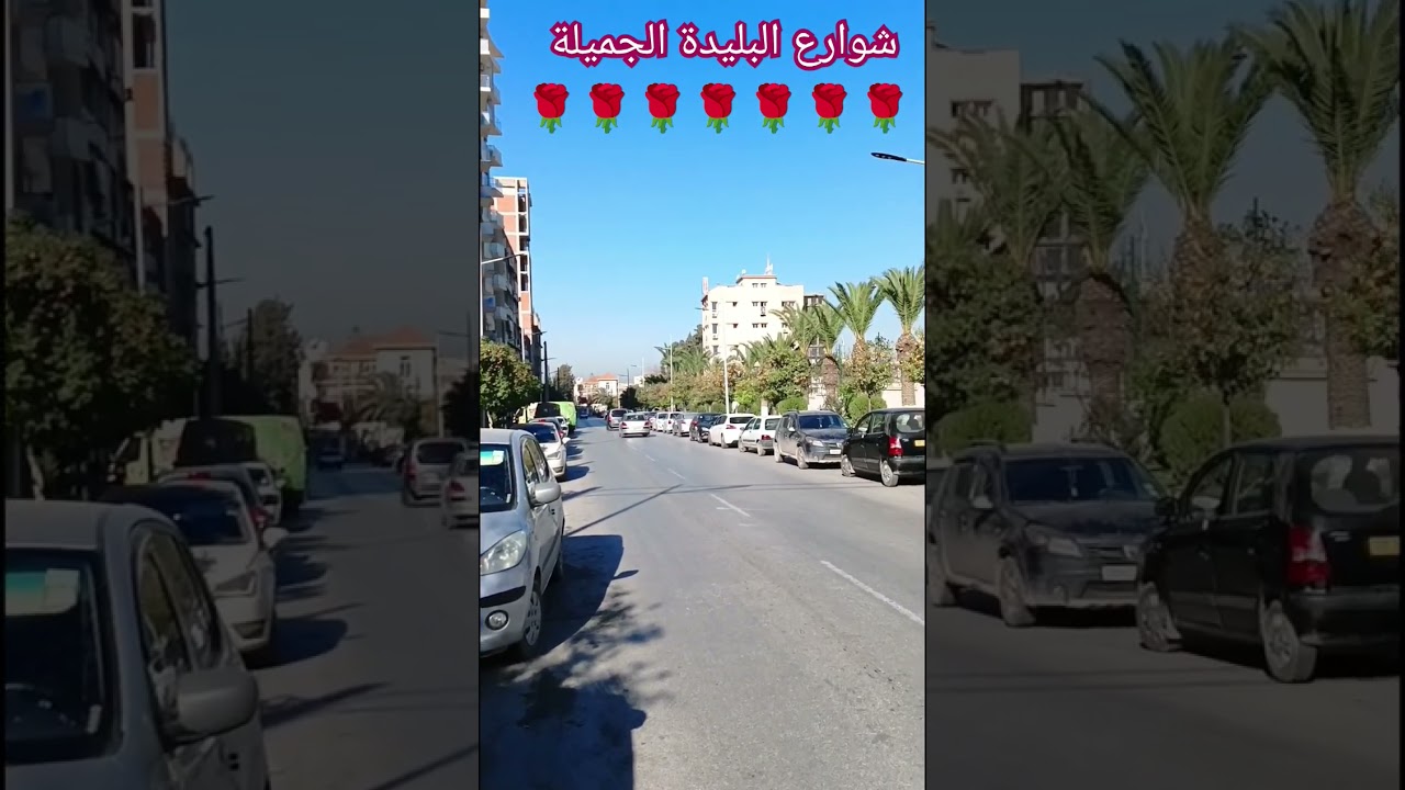Les boulevards de Blida. Alg&eacute;rie 🌳🌳🌳🌳🌳🌳🇩🇿🇵🇸🇩🇿🌳🌳🌴🌴🌴🌴🌴🌴🌹🌹🌹🌹🌹