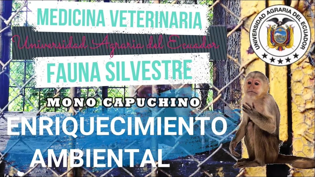 Enriquecimiento Ambiental - Monos Capuchino