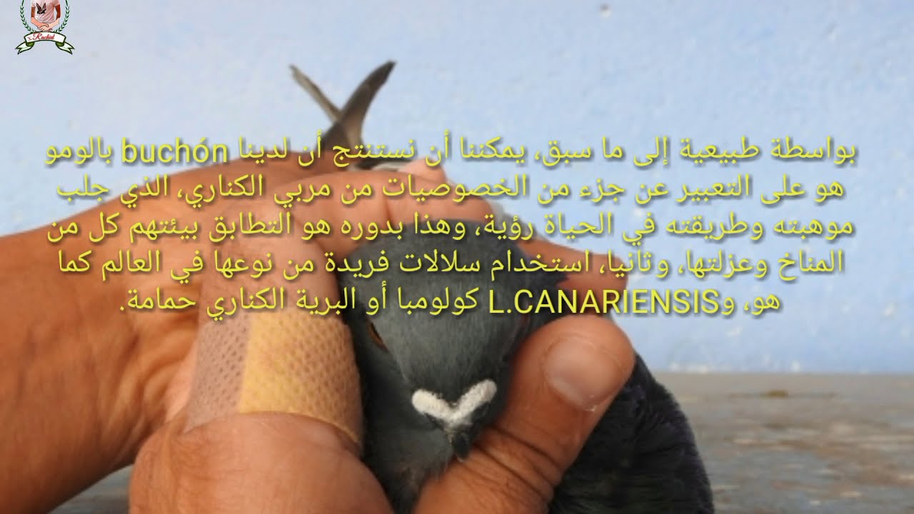 Palomas canarios agadir