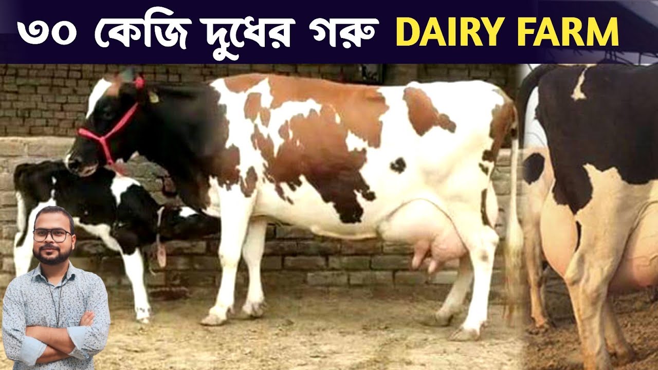 ৩০ কেজি দুধের গরু 🐮 West Bengal dairy farm 🐄 dairy farming profitable business