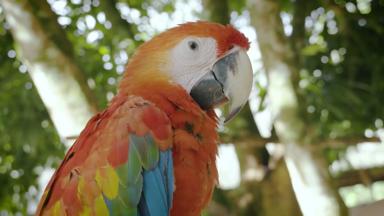 Misahualli | Ecuador 🇪🇨 (Cinematic Video 4K)