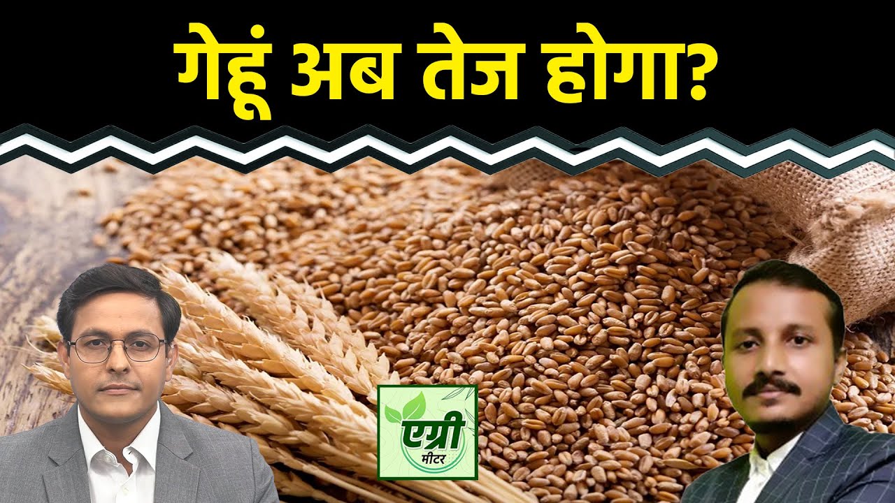 Agri Meter: शॉर्ट टर्म के लिए क्या है Wheat का प्राइस आउटलुक?
