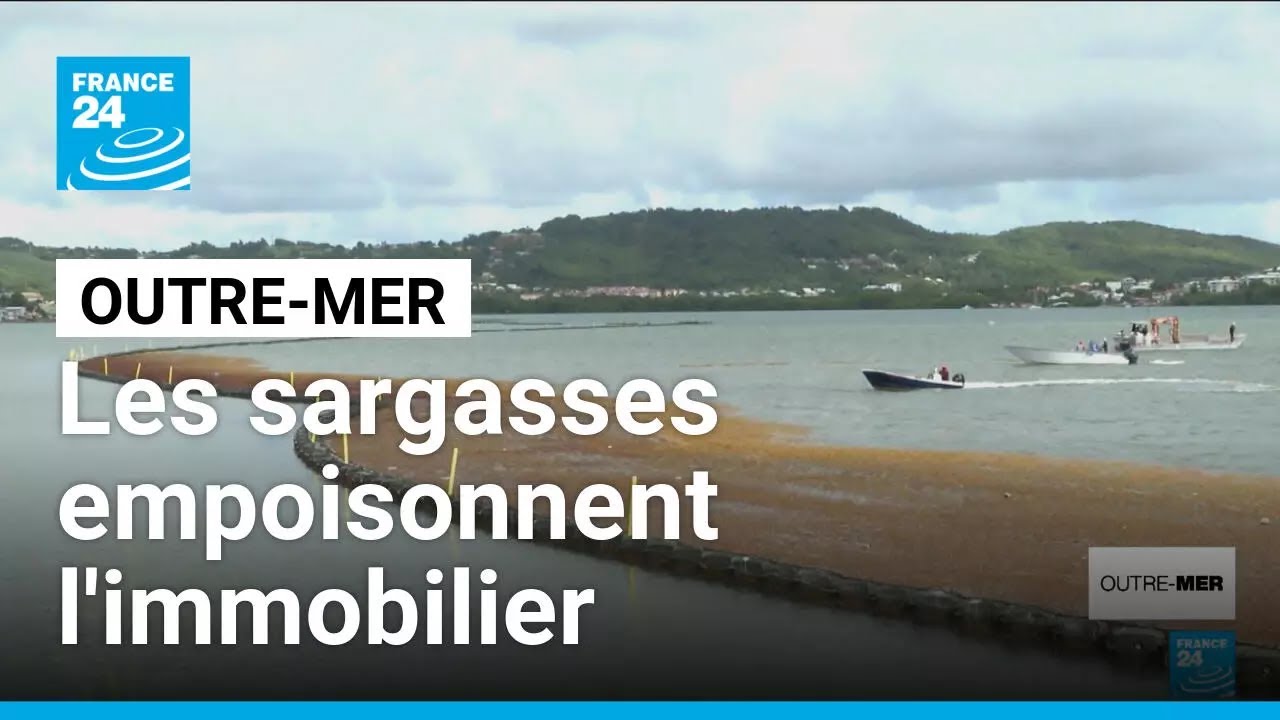 En Martinique, le retour des sargasses empoisonne l'immobilier • FRANCE 24