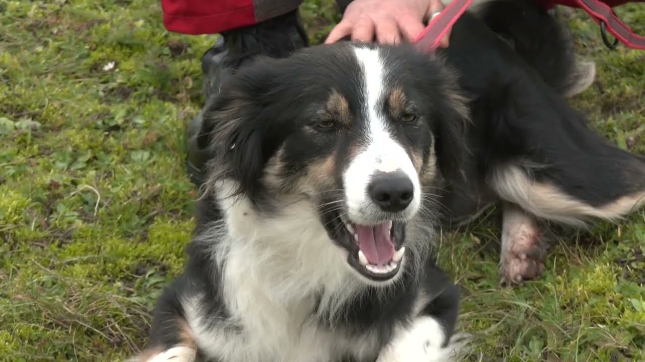 POMPIERS CYNOPHILES / Des chiens secouristes formés dès le plus jeune âge