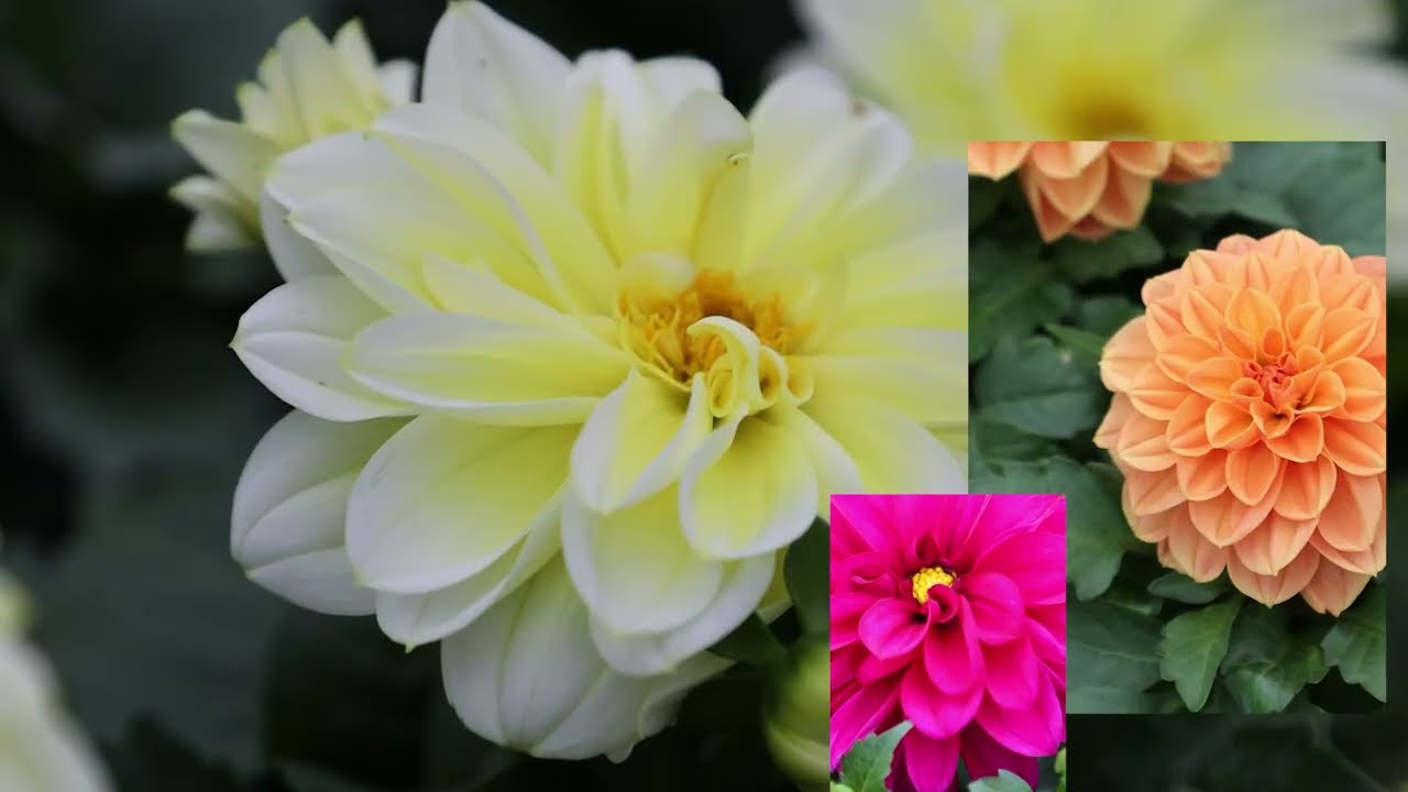 Dahlias, Coleus, Begonias, Marigolds_WA4.5.24