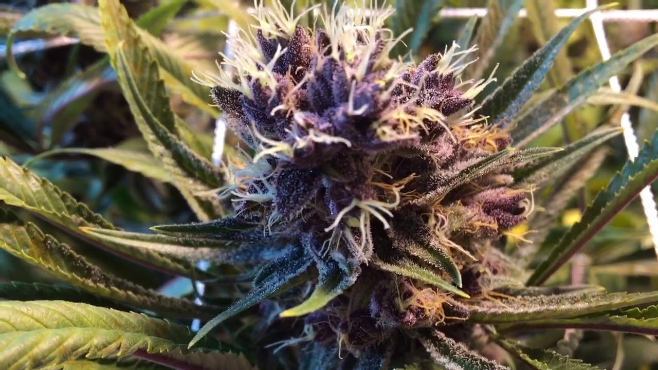 Cannabis Indoor 2017 S:5 E:10 The Winter Frost Has Come!!