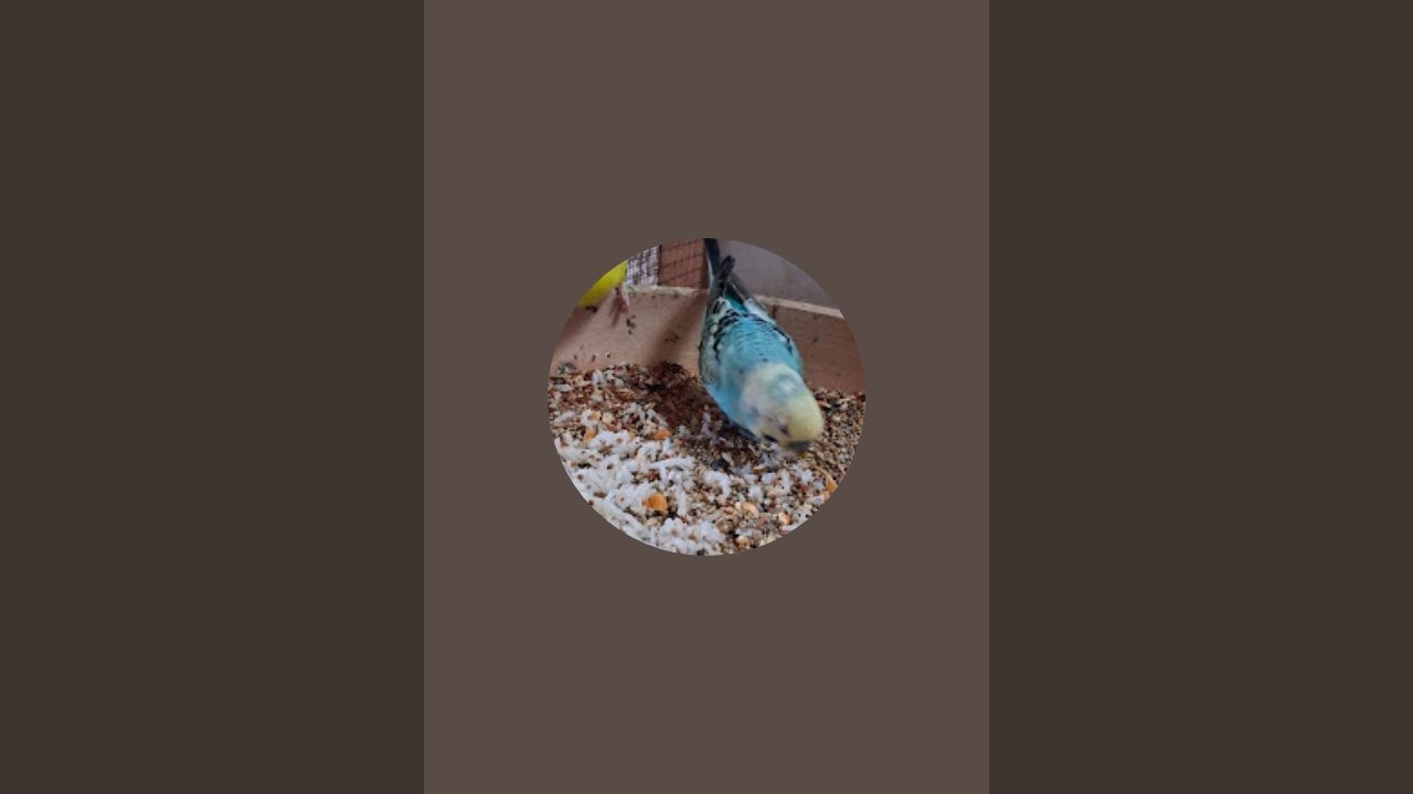 Our parrots Needs likes and sweet coment😄😍