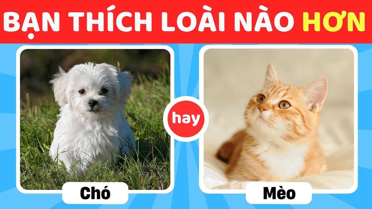 Trái Hay Phải Nhỉ? Bạn Sẽ Chọn Gì – Phiên Bản Động Vật Siêu Dễ Thương🐷 🐶🦢 | BuBo Quiz