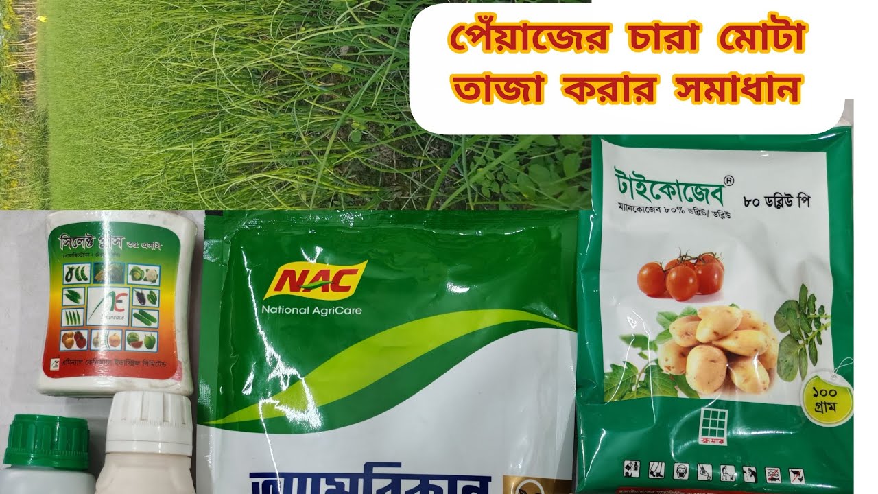 পেঁয়াজের চারা মোটা তাজা করতে যা ব্যবহার করবেন। #banik #faridpur #onion #viral #rajbari #farming 