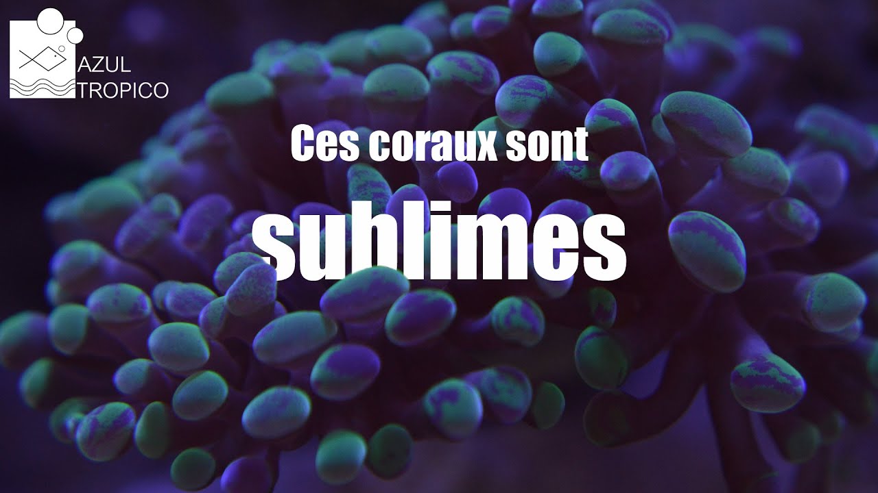 AQUARIUM RECIFAL - COMMANDE DE CORAUX EN VPC