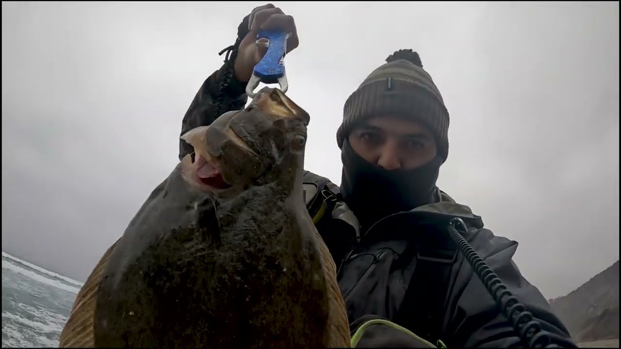 #76 Pesca en Cachagua Chile. Lenguados desde las rocas con black minnow + avistamiento de delfines.