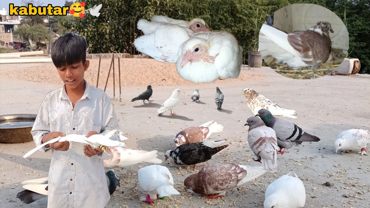 दोनों कबूतर ने एंडे रखदी और 🥰 एक कबूतर का बच्चानिकल गया 🐣🥚🕊️