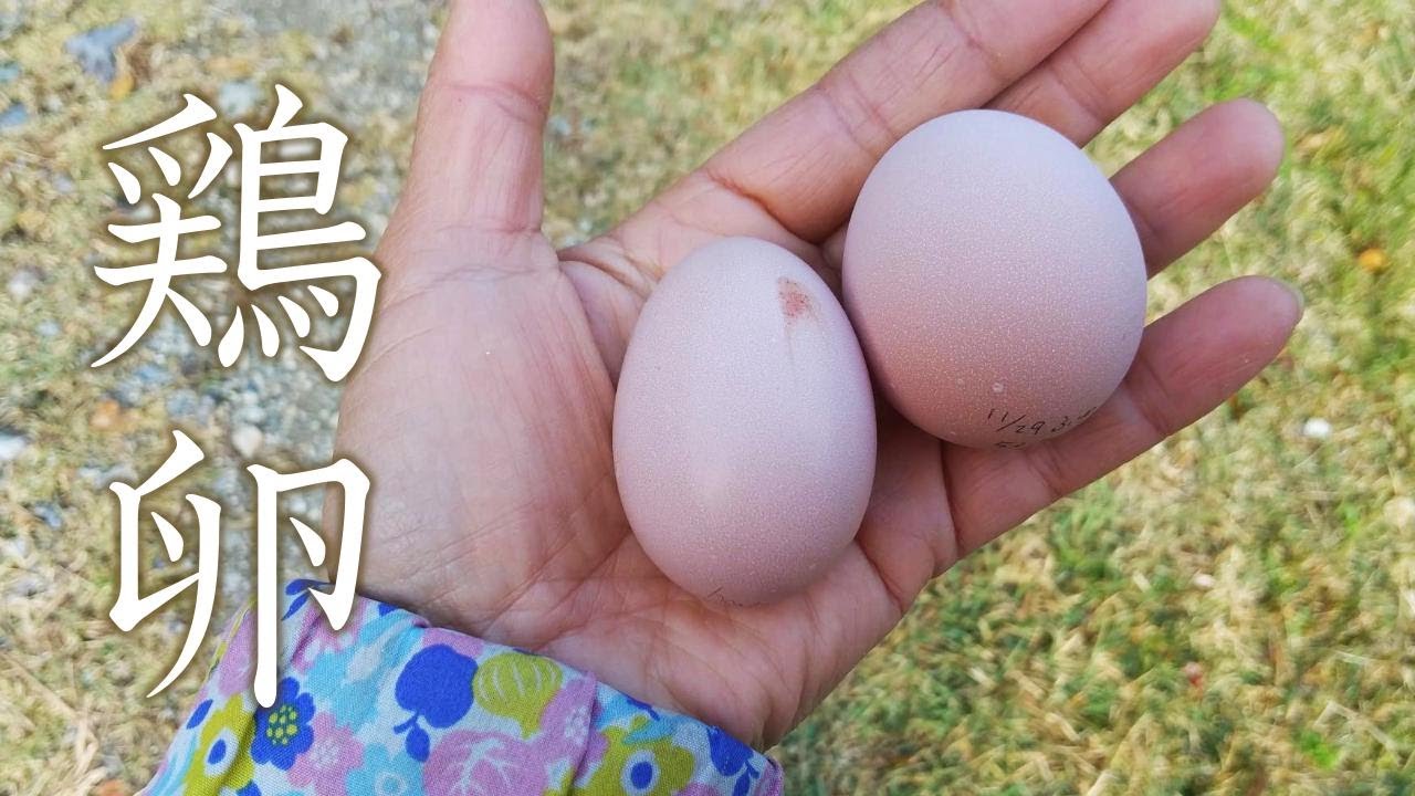 Что мы делаем для их драгоценных яиц