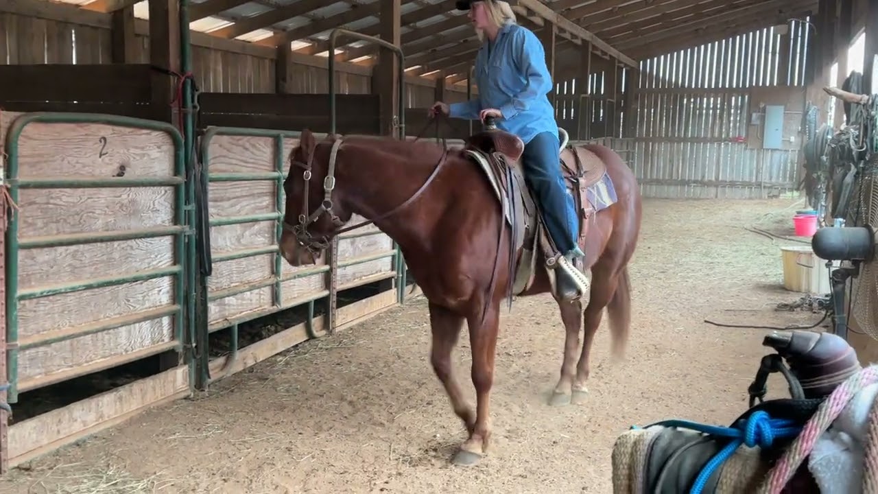 Sold ⭐️Highlight ⭐️ - 🔥515- sorrel QH gelding 5yr old 14.3HH $5250 