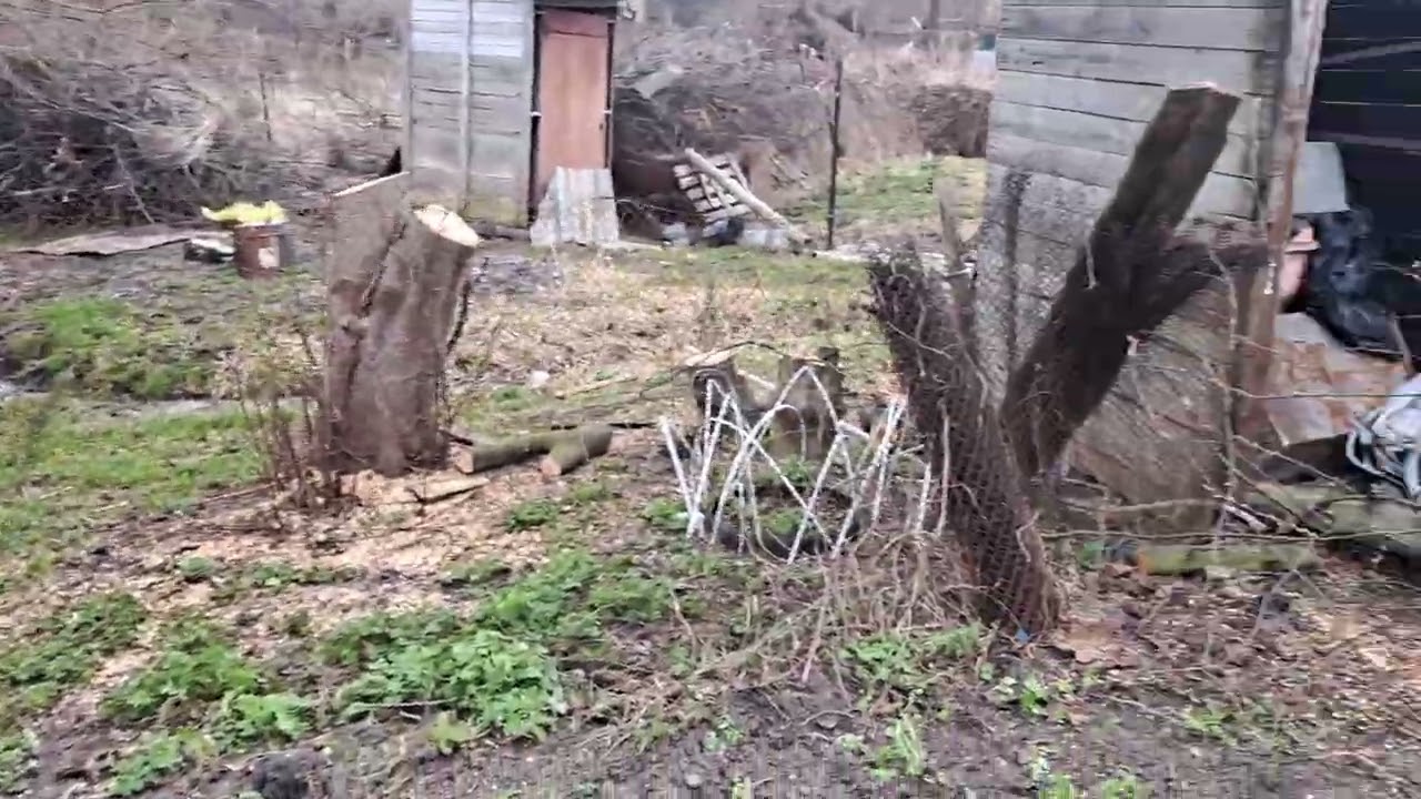 Посів мікро конюшини (клевер)