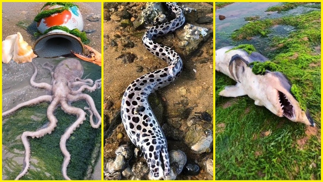 Catching Seafood 🦂🦀🐙 ASMR Relaxing 🦈Catch Shark 🐟 Catch Fish 🐠Deep Sea Monster (Tik Tok #1201)