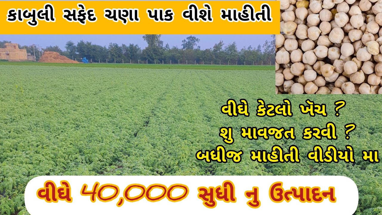 કાબુલી સફેદ 1નંબર ચણા વાવેતર થી વેચાણ સુધી ની માહીતી.