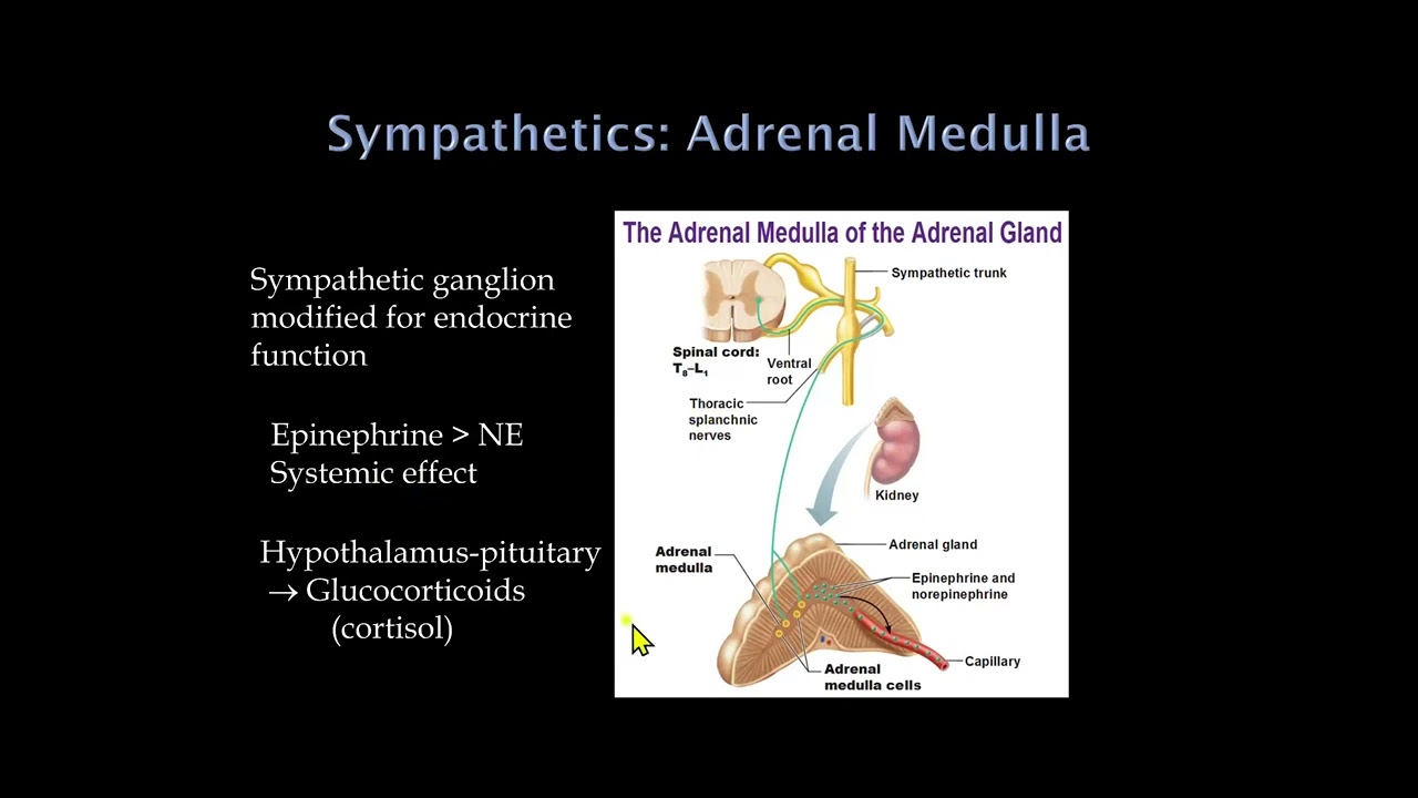 Autonomic Nervous System